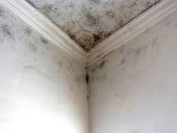 Trusted Princeville, IL Mold Removal & Remediation Experts