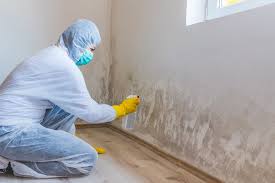 Best Mold Damage Restoration  in Princevle, IL