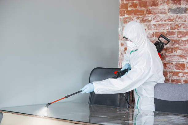 Mold Odor Removal Services