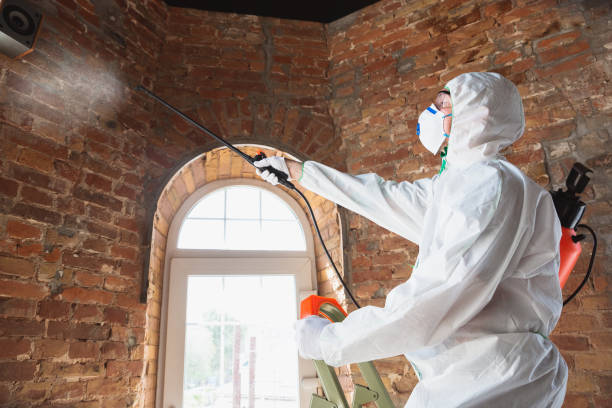 Best Emergency Mold Remediation  in Princevle, IL